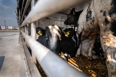 Transport se zvířaty z Evropské unie na turecké benzínce - Nevinné oběti